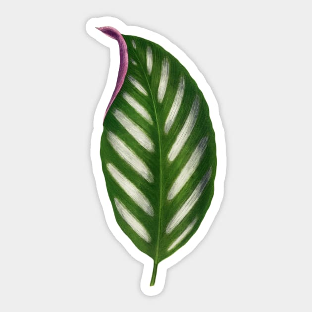 Maranta Porteana Leaf Illustration Isolated Sticker by mcdonojj